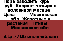 Пора заводить куры 300 руб. Возраст четыре с половиной месяца › Цена ­ 300 - Московская обл. Животные и растения » Птицы   . Московская обл.